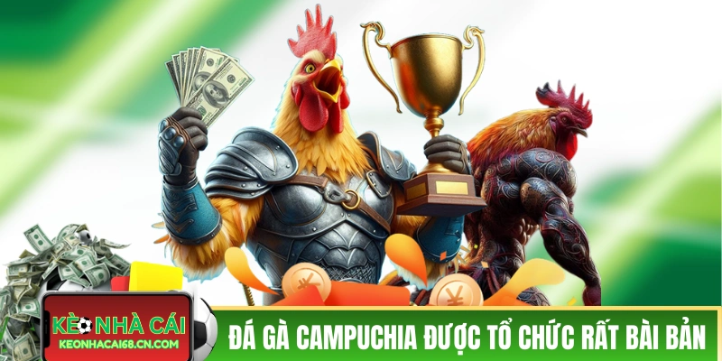 Các sới đá gà Campuchia được tổ chức rất bài bản